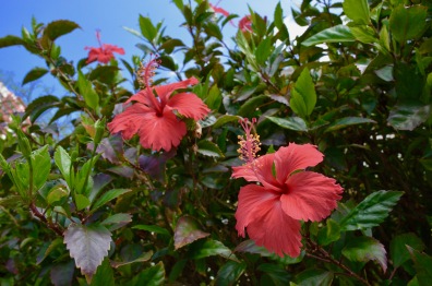 Cuban Flora