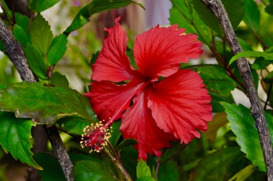 Cuban Flora