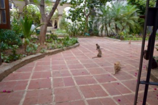 Cats of Havana
