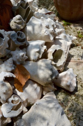 Lorenzo's shells in backyard