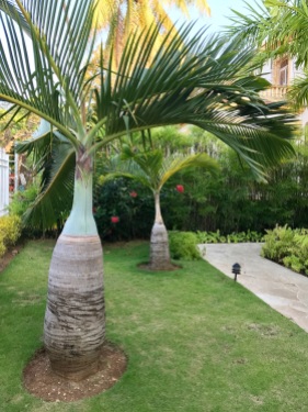 Habanera's Palm Trees