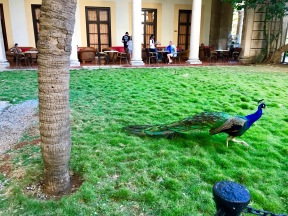 Hotel Nacional peacock