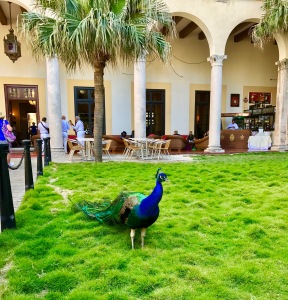 Hotel Nacional peacock