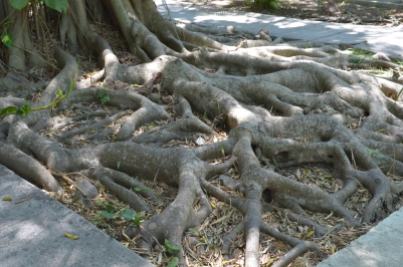 Finca Vigia 44 Tree Roots