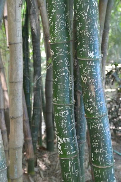 Finca Vigia 48 Bamboo vandals 2